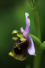 Gülsüm_Ünal_08-Ophrys oblita.JPG